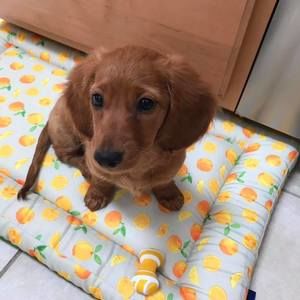 Meet your Posher, Rose